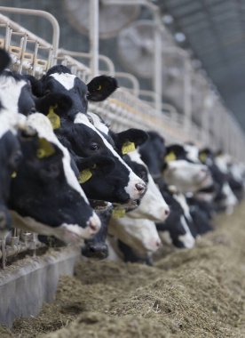 Çiftlikteki inekler