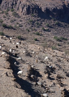 Fas 'taki Atlas Dağı' nın simgesi. 