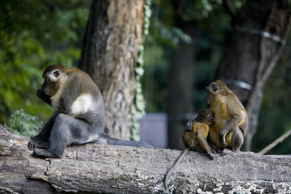 Singes Assis Sur Branche Arbre — Photo