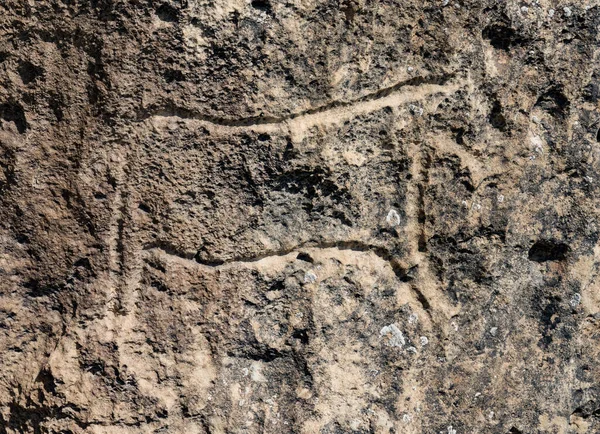Ősi Kőfaragványok Petroglifák Gobustan Nemzeti Parkban Petroglifák Kiállítása Gobustánban Baku — Stock Fotó