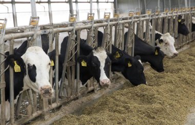 Çiftlikteki inekler