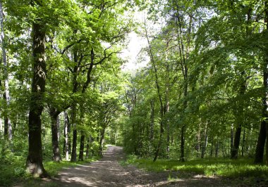Polonya 'daki Bieszczadzki Milli Parkı