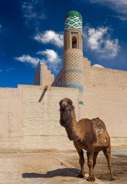 Khiva, Özbekistan 'da deve