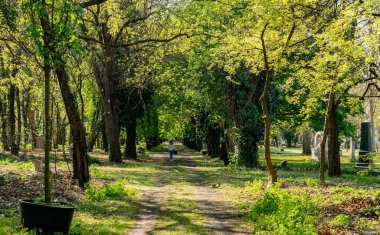 Ağaçları ve yeşil yaprakları olan güzel bir park.