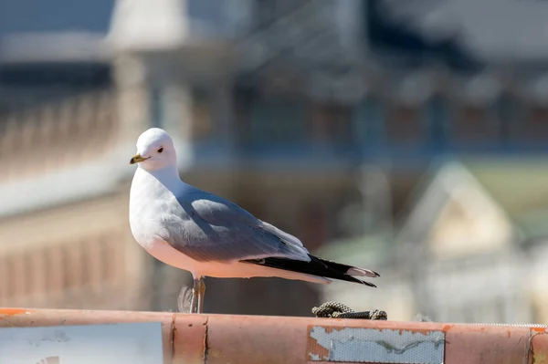 Gaivota Helsínquia Antigo Porto — Fotografia de Stock