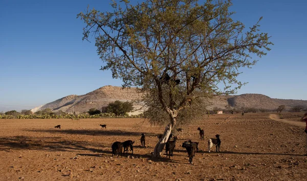 Bezienswaardigheid Het Atlas Gebergte Marokko — Stockfoto