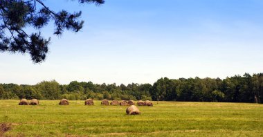 Yazın tarlada saman balyaları