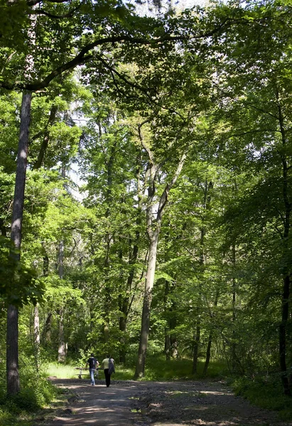Zöld Erdőben Sétáló Emberek — Stock Fotó