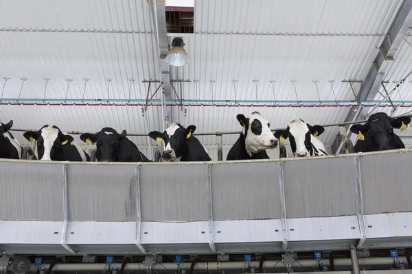 cows in a factory