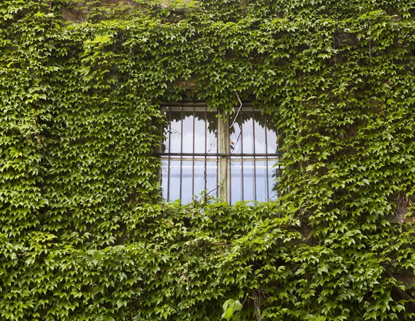 Green Ivy Leaves Brick Wall House — Stock Photo, Image