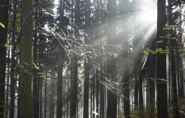 Δάσος Πρωί — Φωτογραφία Αρχείου