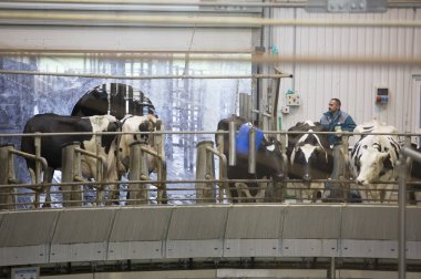 Ahırda iki kadın işçi.