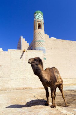 Özbekistan 'ın Khiva şehrinde deve 