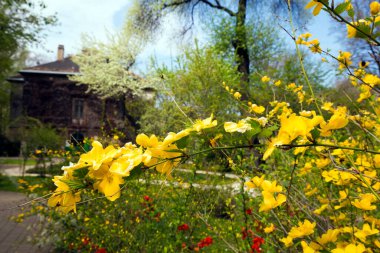 Budapset, Macaristan 'daki Botanik Bahçesi
