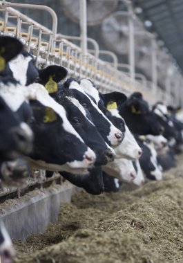 Çiftlikteki inekler