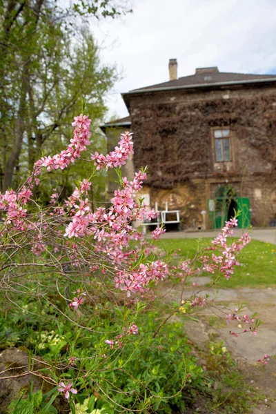 Botanical Garden Budapset Hungarty — Stock Photo, Image