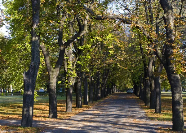 Fall Cemetery Daytime Hungary — Stock Photo, Image
