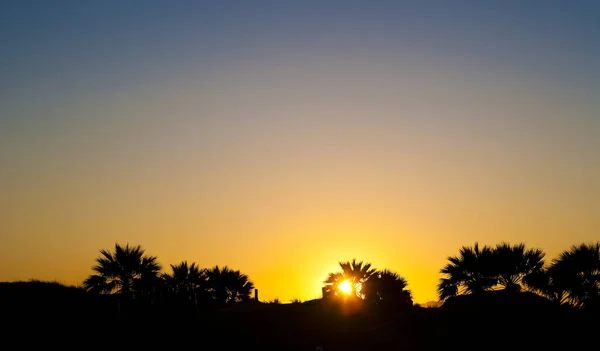 Beautiful Sunset Palm Trees — Stock Photo, Image