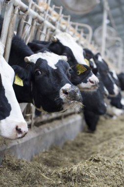 çiftlikteki bir grup inek