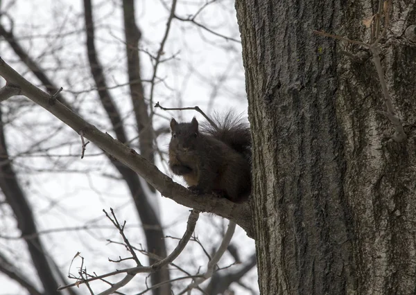Écureuil noir de l'Est sur l'arbre dans le Bronx NY en hiver — Photo