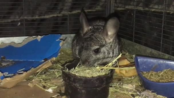 Udomowione Zwierzę Chinchilla Jedzenia Timothy Siano Jego Klatki — Wideo stockowe