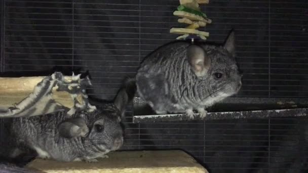 Domesticado Animal Estimação Chinchilla Comer Feno Timothy Sua Gaiola — Vídeo de Stock