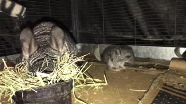 Evcil hayvan Chinchilla onun kafesten Timothy saman yeme. 