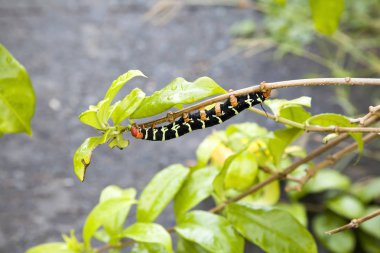 Pseudosphinx tetrio tırtıl yaprakları çiğneme