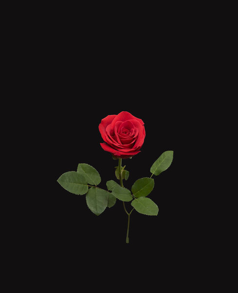 Isolated red rose against a black background.