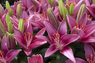 Yaz aylarında çiçek açık pembe Lillies.