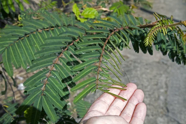 Mimosa tesisi Porto Riko 'da dokunulduğunda kapanıyor