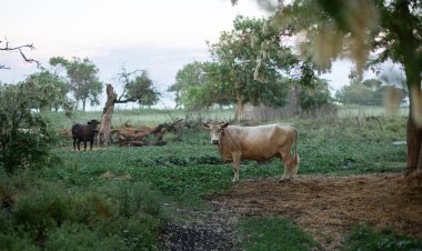Siyah ve beyaz inekler gün batımında alanında. Bir memeli hayvan otlatma akşam olduğunu.
