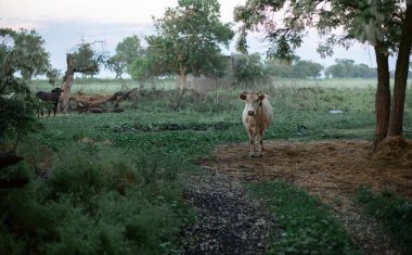Siyah ve beyaz inekler gün batımında alanında. Bir memeli hayvan otlatma akşam olduğunu.