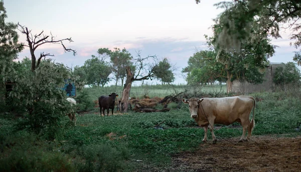Чёрно Белые Коровы Поле Сансет Вечером Пасутся Млекопитающие — стоковое фото