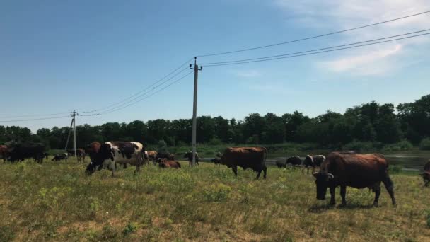 Koeien Grazen Een Veld Rivier Achtergrond — Stockvideo