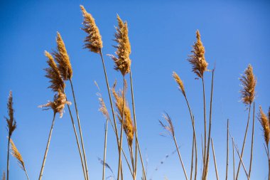 Baston ona mavi gökyüzü arka plan kuru. Yaz Tim
