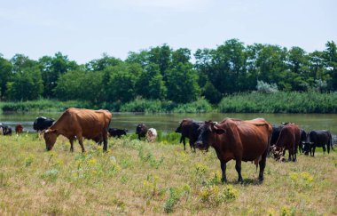 Bir alanda otlayan inekler. Nehir, ağaçlar arka planda