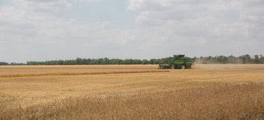 Altın alanında çalışan yeşil hasat makinesi. Güzel manzara. Altın olgun buğday alan hasat hasat Tarım makineleri birleştirin. Tarım. Yaz saati