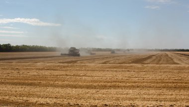 Güneşli bir günde buğday hasat birleştirin. Altın alan ve bulutların üstünde adam