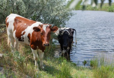 İnekler bir sulama yere