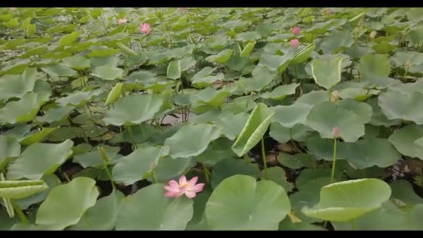 Virágzó Lotus Flower Lotus Mezőjét Nyári Idő — Stock videók
