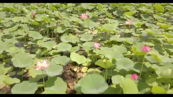 Flor Lótus Florescente Campo Lótus Hora Verão — Vídeo de Stock