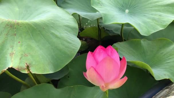 Kwitnący Kwiat Lotosu Pola Programu Lotus Czas Letni — Wideo stockowe