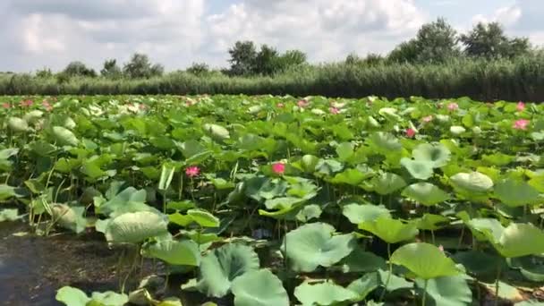 Blooming Lotus Flower Lotus Field Summer Time — Stock Video
