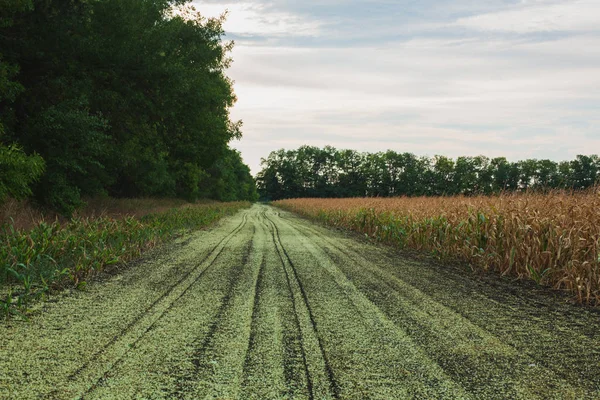 Rurale Landschap Landweg Aan Zijkant Van Een Cornfield Bij Zonsondergang — Stockfoto