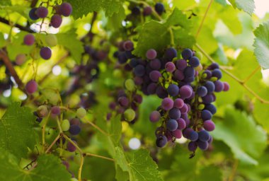 Demet kırmızı üzüm üzüm bağıyla asılı. Bağ günbatımında çekilmek üzere hazır.