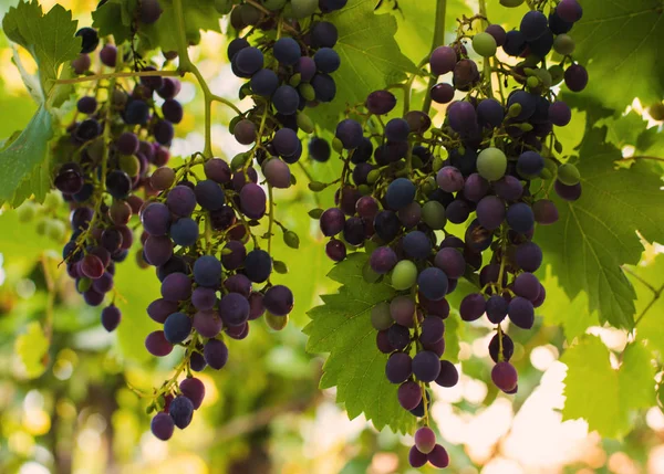 Demet kırmızı üzüm üzüm bağıyla asılı. Bağ günbatımında çekilmek üzere hazır.