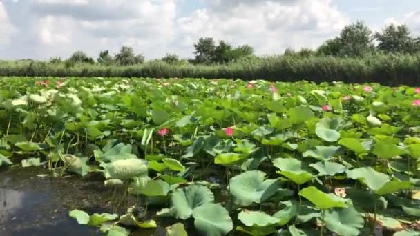 Schöne Lotusblume Und Lotusblume Pflanzen — Stockvideo