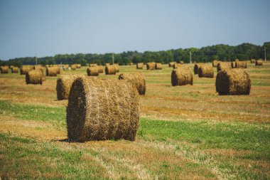 Kırsal manzara. Sahada rulo Haystack. Yaz çiftliği sahne Haystack ile. Tarım kavramı, hasat kavramı
