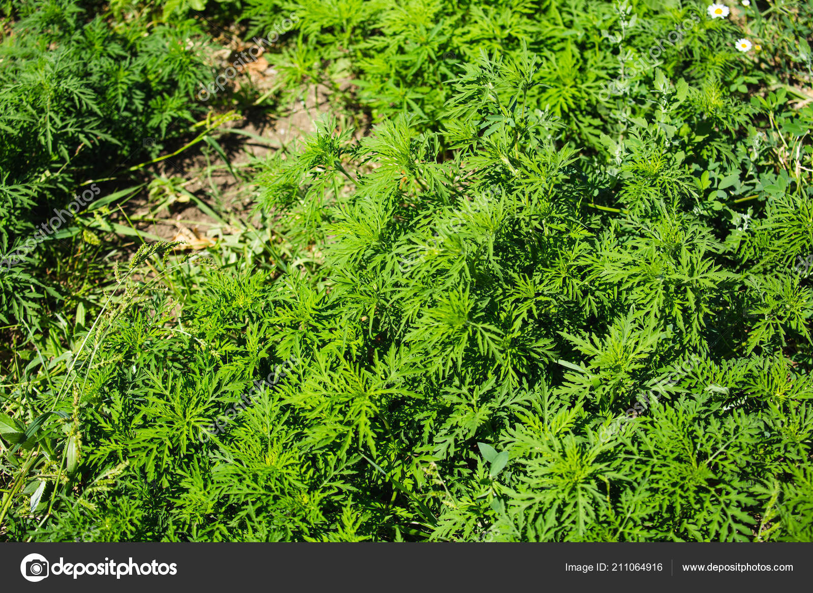 季節性アレルギーを引き起こしているブタクサ植物 ブタクサ